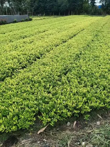 网球拍彩色手胶染色怎么洗