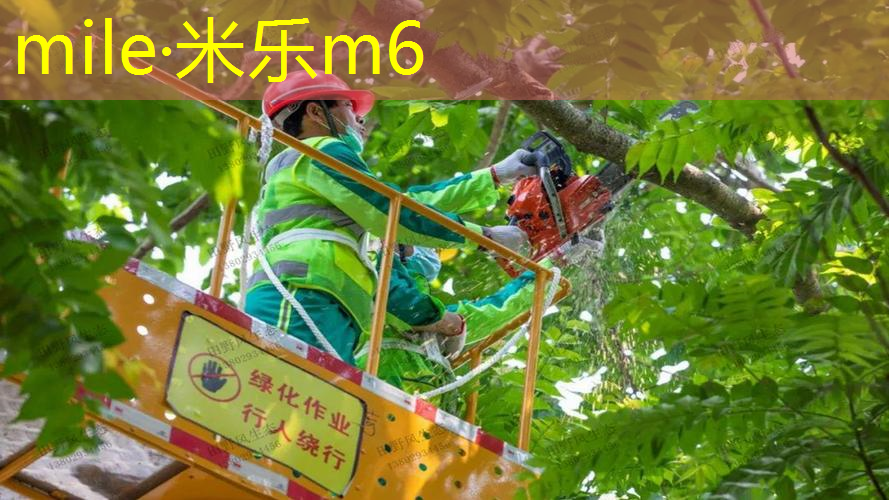 一副网球拍是几只